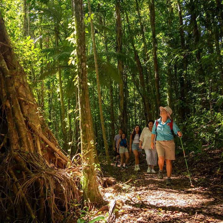 Airlie Waterfalls And Rainforest Bushwalk