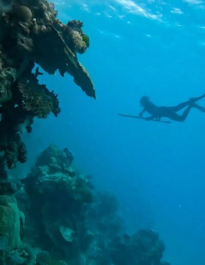 Bait Reef Whitsundays (4) Spear fishing Whitsundays (4)