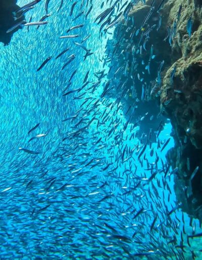 Bait Reef Whitsundays (5) Bait fish on the Great Barrier Reef Whitsundays (5)