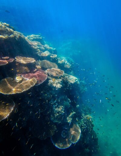 Bait Reef Whitsundays (6) Coral Garden