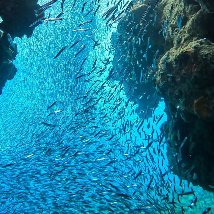 Bait Reef Whitsundays