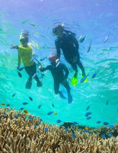 Hardy Reef Whitsundays (3) Hardy Reef Whitsundays snorkelling