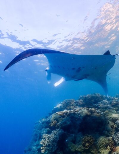 Manta Ray Manta Ray Bay (3)